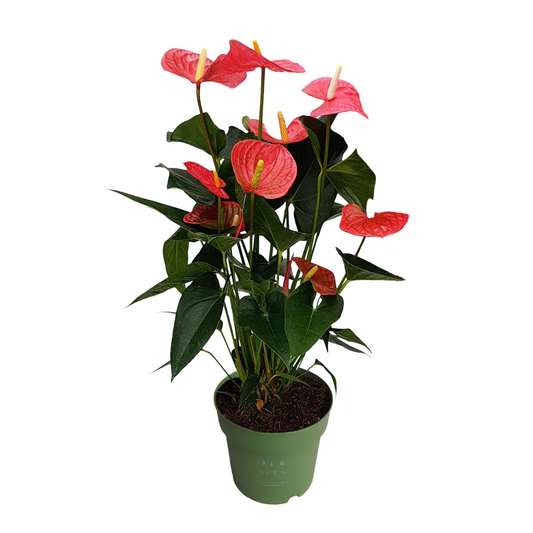 Laceleaf - Anthurium 'Maine Pink' - Height 55-70cm - ø17cm