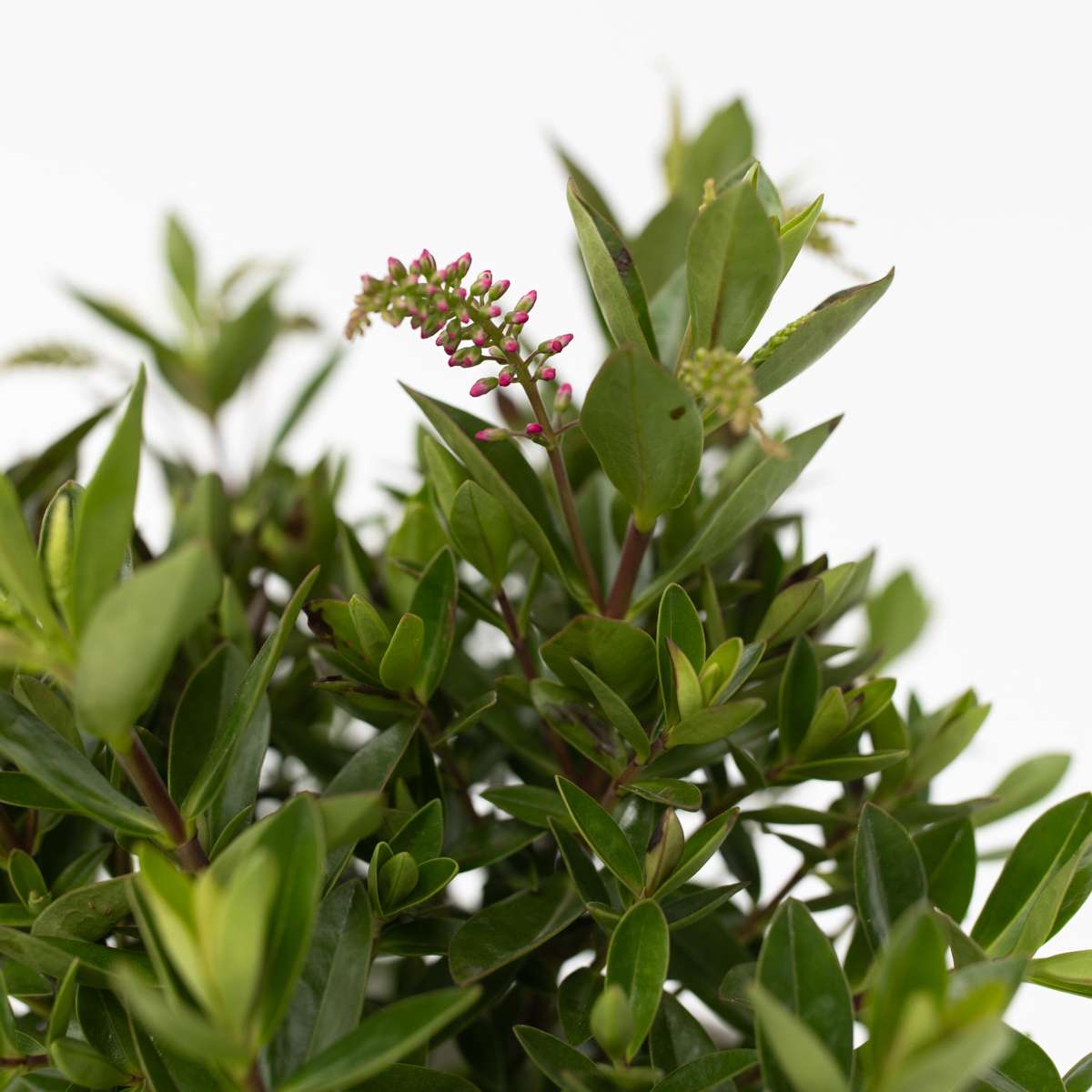 Evergreen Shrub - 3 pcs. - Hebe All Blooms 'Ranaia' - Height 30-35cm - ⌀13cm