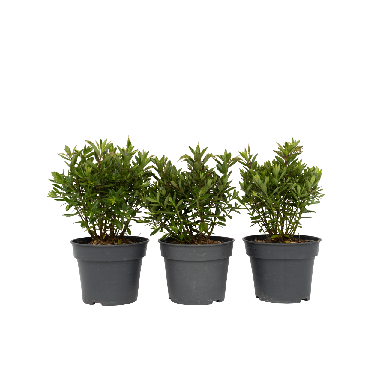 Evergreen Shrub - 3 pcs. - Hebe All Blooms 'Ranaia' - Height 30-35cm - ⌀13cm