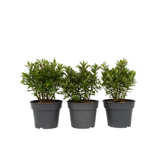 Evergreen Shrub - 3 pcs. - Hebe All Blooms 'Ranaia' - Height 30-35cm - ⌀13cm