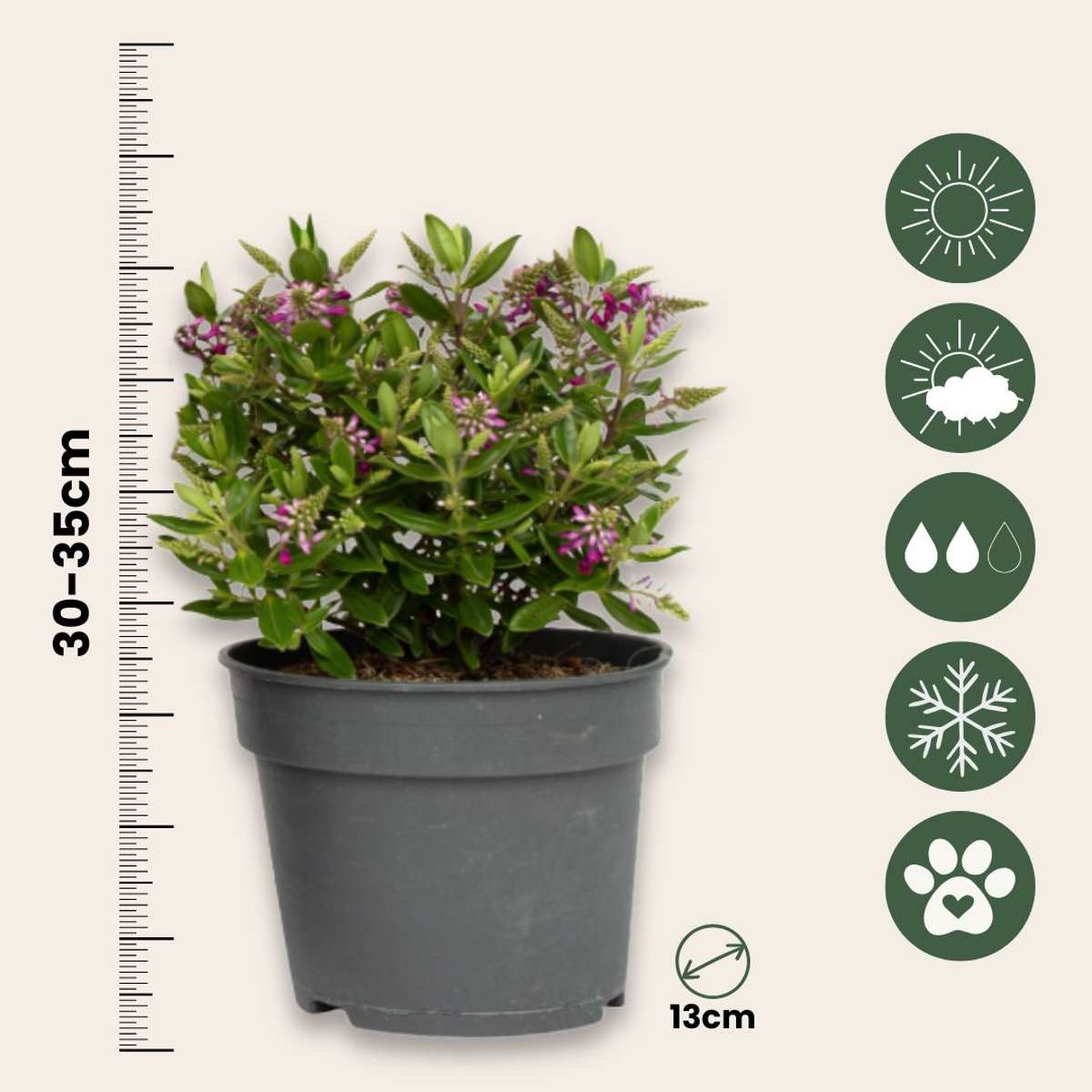 Evergreen Shrub - 3 pcs. - Hebe All Blooms 'Samona' - Height 30-35cm - ⌀13cm