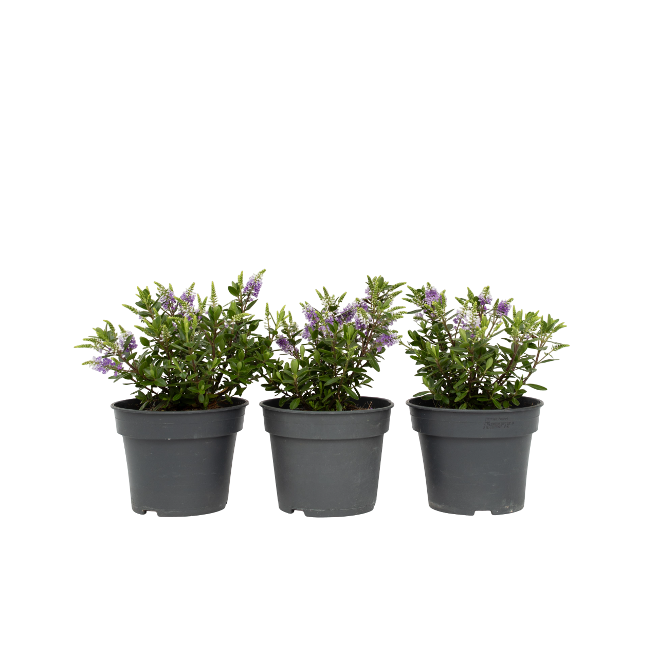 Evergreen Shrub - 3 pcs. - Hebe All Blooms 'Siara' - Height 30-35cm - ⌀13cm