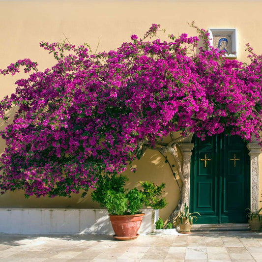 Paper Flower - Bougainvillea 'Alexandra' - Height 50-60cm - ⌀17cm