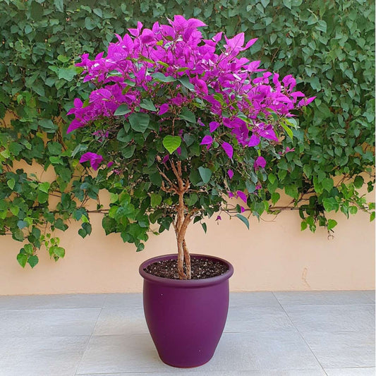 Paper Flower - Bougainvillea 'Alexandra' - Height 50-60cm - ⌀17cm