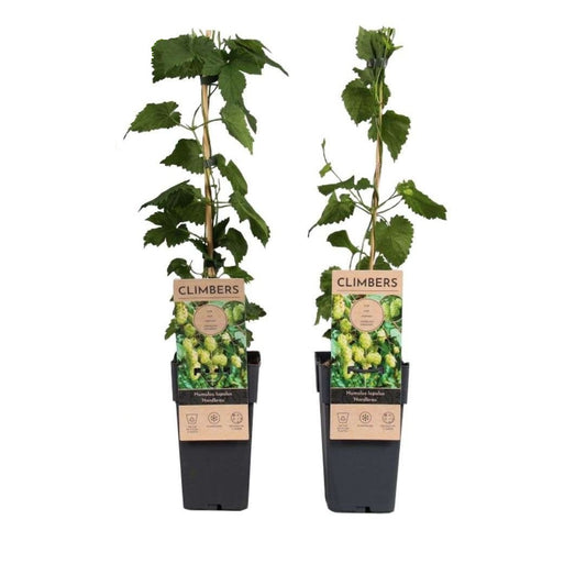 Hop - 2 pcs. - Humulus lupulus 'Nordbrau' - Height 50-60cm - ⌀15cm
