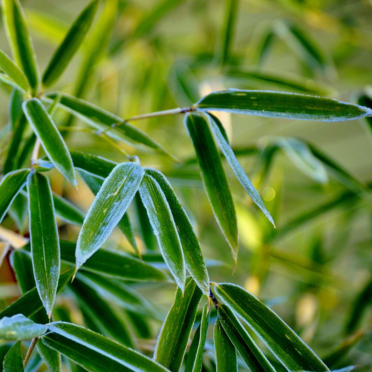 Dragonhead Bamboo - 6 pcs. - Fargesia rufa - Height 25-40cm - ⌀13cm