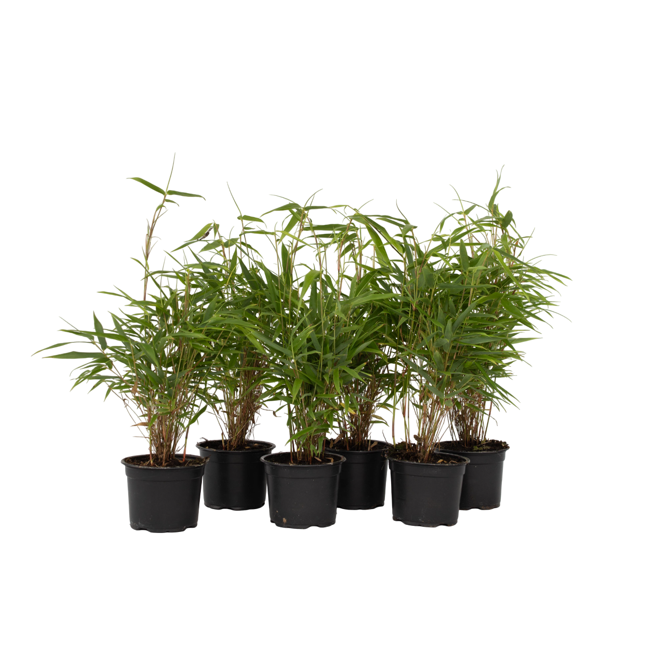Dragonhead Bamboo - 6 pcs. - Fargesia rufa - Height 25-40cm - ⌀13cm