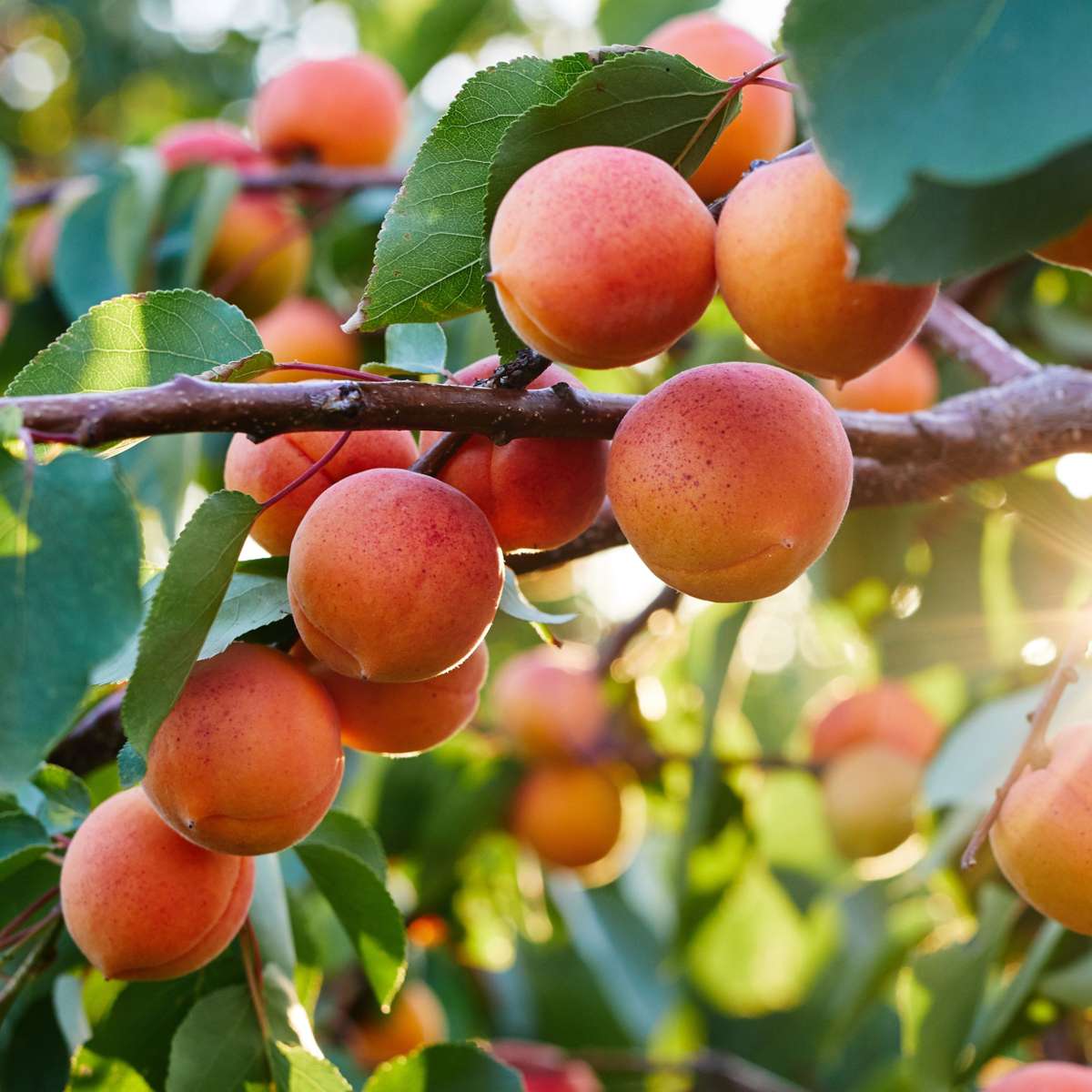 Apricot Tree - Prunus armeniaca - Height 90-100cm - ⌀21cm