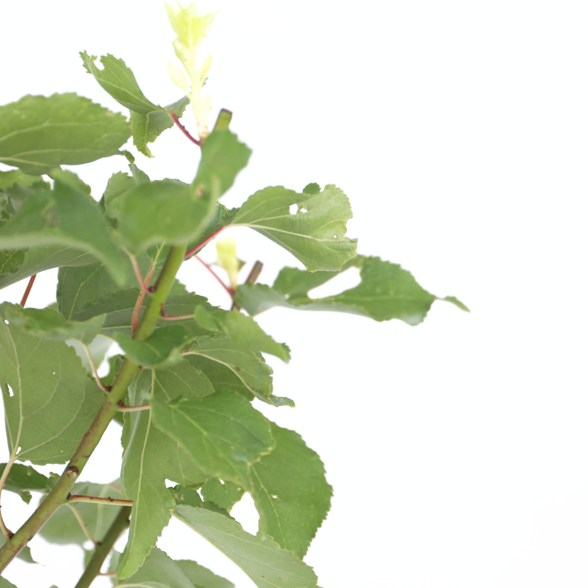 Apricot Tree - Prunus armeniaca - Height 90-100cm - ⌀21cm