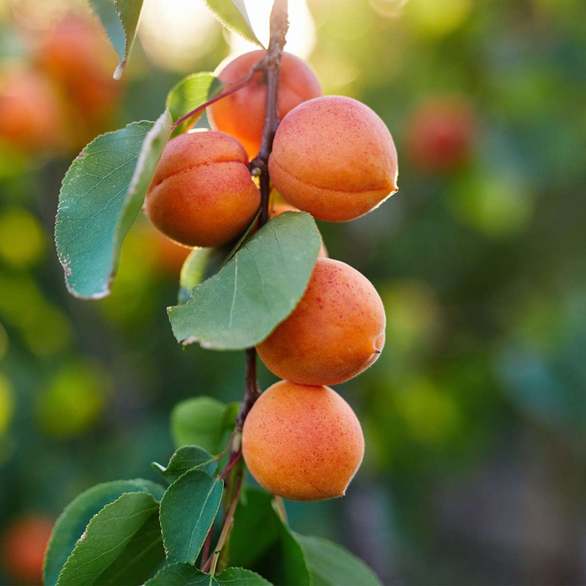 Apricot Tree - Prunus armeniaca - Height 90-100cm - ⌀21cm