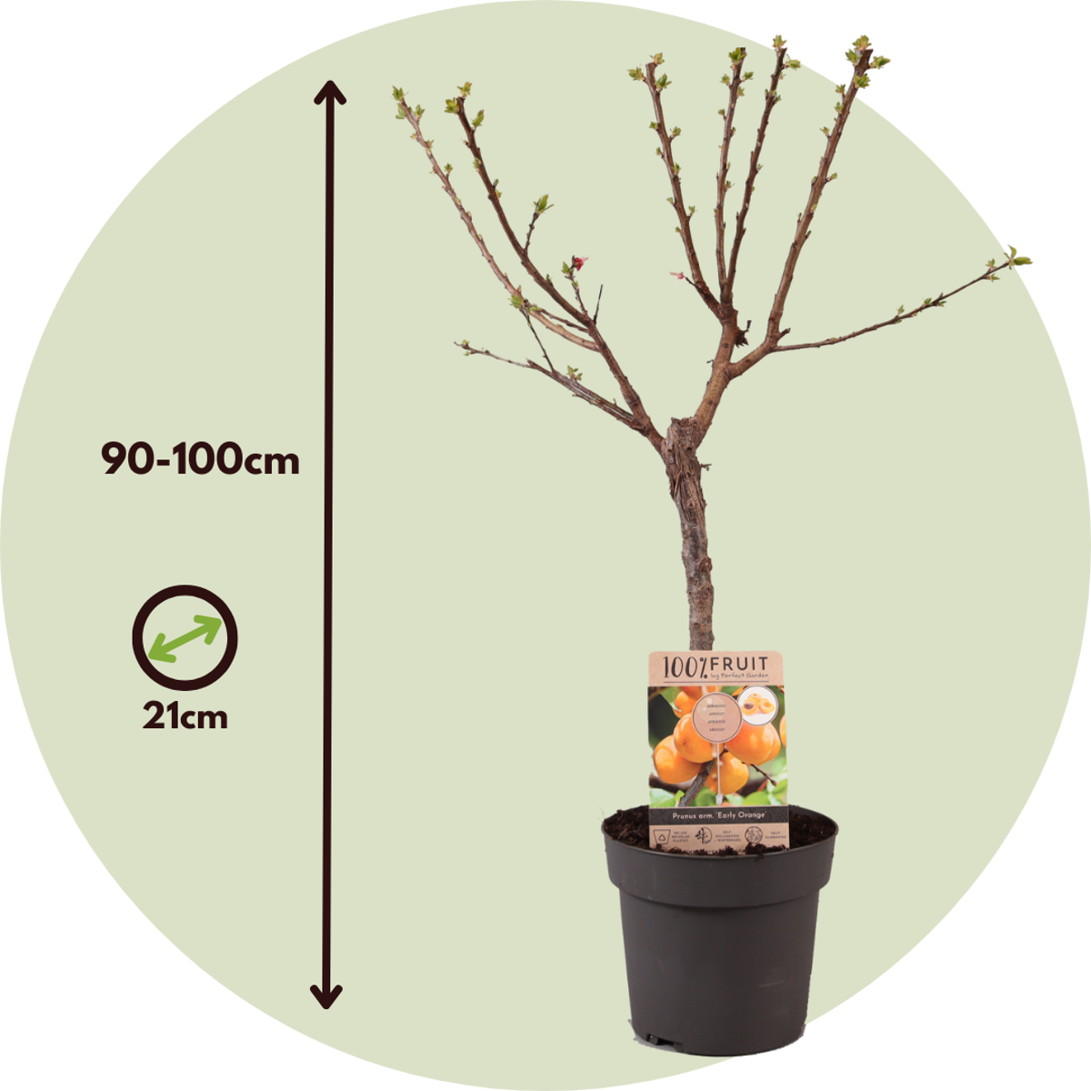 Apricot Tree - Prunus armeniaca - Height 90-100cm - ⌀21cm