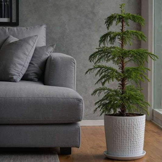 Norfolk Island Pine - Araucaria heterophylla - Height 45-55cm - ⌀14cm