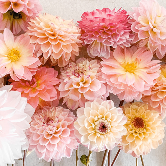 Dahlia tubers - 3 pcs. - Dahlia 'Break Out' - Flower Bulbs - Pink