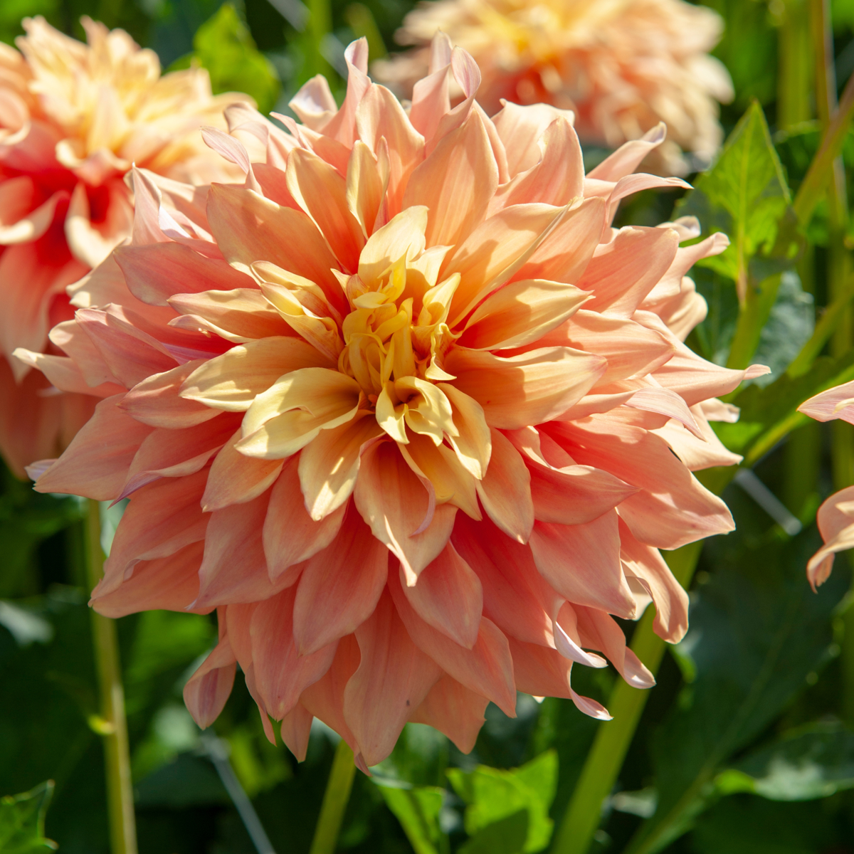 Dahlia tubers - 3 pcs. - Dahlia 'Tyrell' - Flower Bulbs - Green