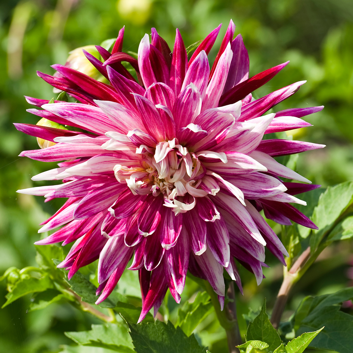 Dahlia tubers - 3 pcs. - Dahlia 'Vancouver' - Flower Bulbs - Pink
