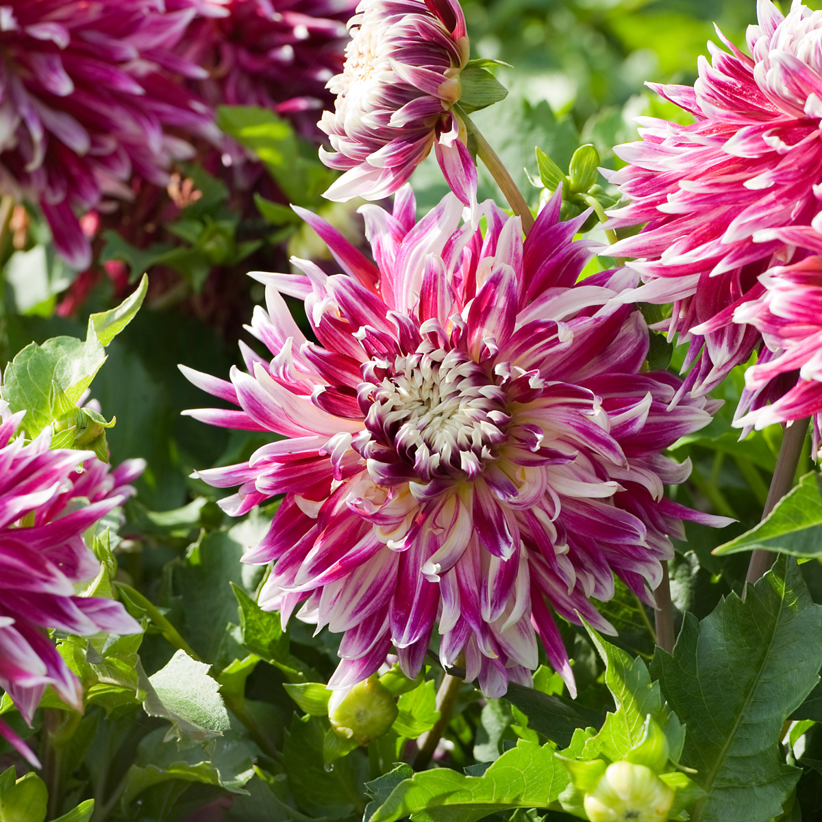 Dahlia tubers - 3 pcs. - Dahlia 'Vancouver' - Flower Bulbs - Pink