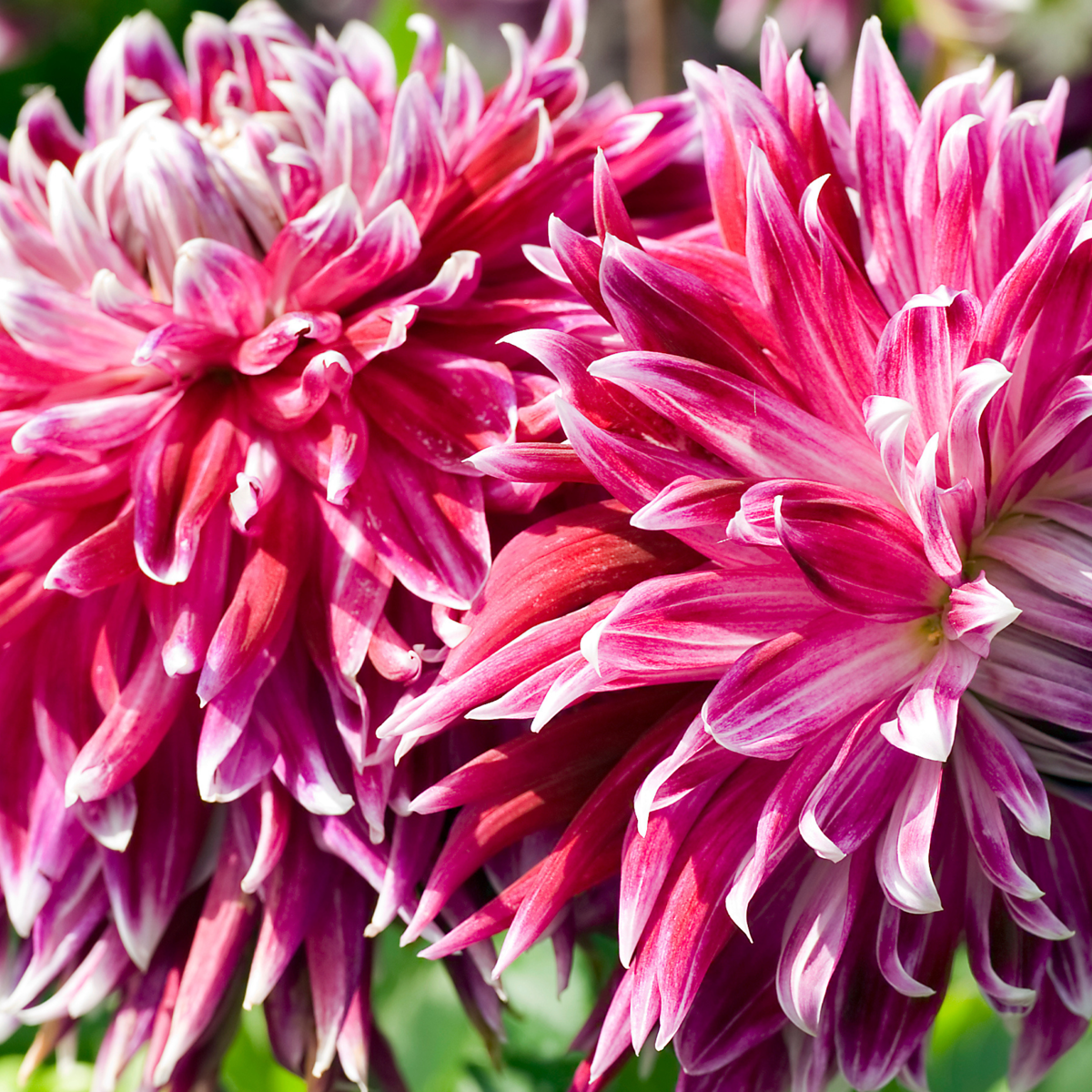 Dahlia tubers - 3 pcs. - Dahlia 'Vancouver' - Flower Bulbs - Pink