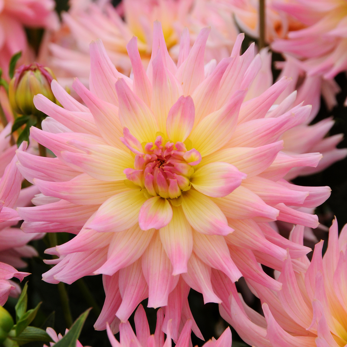 Dahlia tubers - 3 pcs. - Dahlia 'Melody Gipsy' - Flower Bulbs