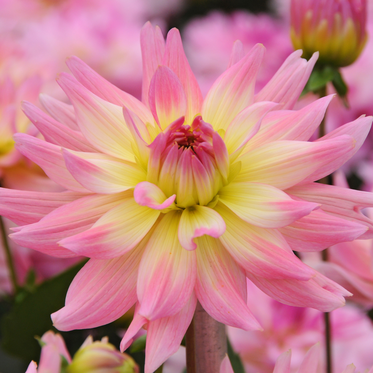 Dahlia tubers - 3 pcs. - Dahlia 'Melody Gipsy' - Flower Bulbs
