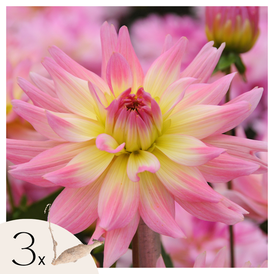 Dahlia tubers - 3 pcs. - Dahlia 'Melody Gipsy' - Flower Bulbs