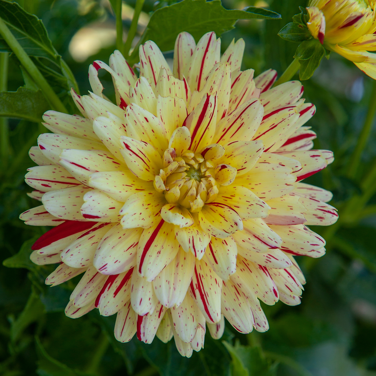 Dahlia tubers - 3 pcs. - Dahlia 'Cambridge' - Flower Bulbs