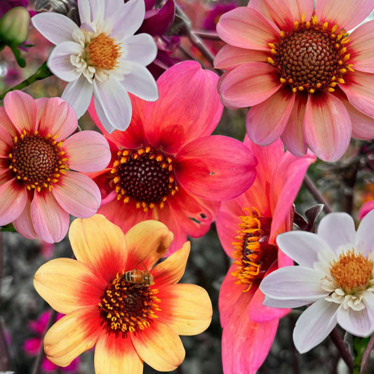Dahlia tubers - 3 pcs. - Dahlia 'Happy Single Mix' - Flower Bulbs