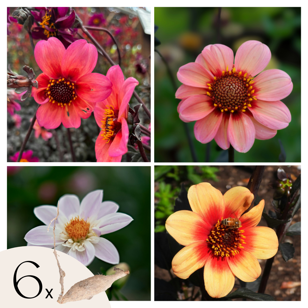 Dahlia tubers - 6 pcs. - Dahlia 'Happy Single Mix' - Flower Bulbs