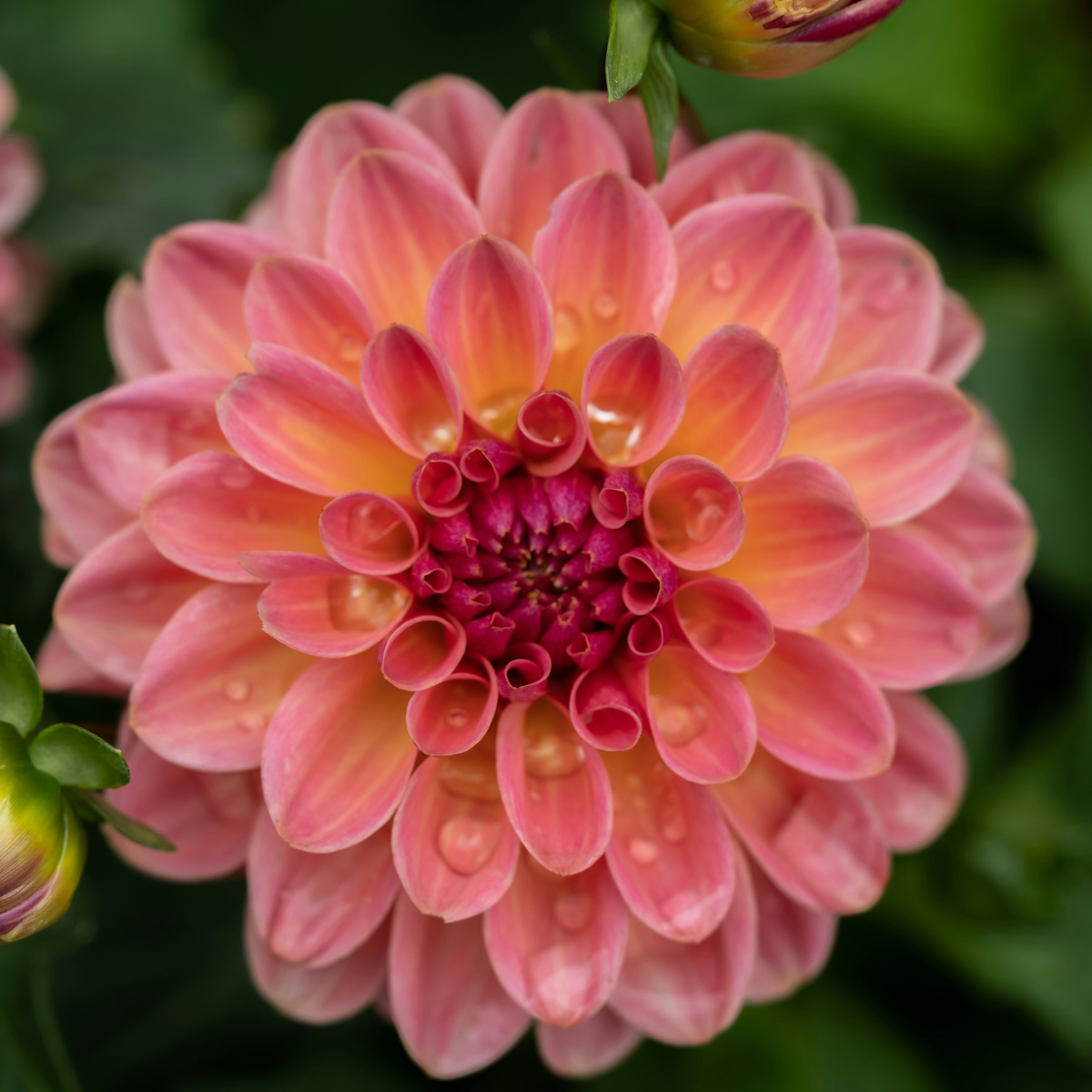 Dahlia tubers - 3 pcs. - Dahlia 'Pacific Mix' - Flower Bulbs