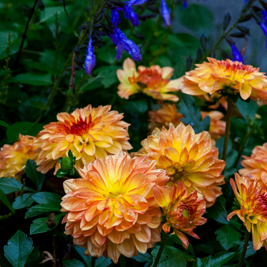 Dahlia tubers - 6 pcs. - Dahlia 'Pacific Mix' - Flower Bulbs