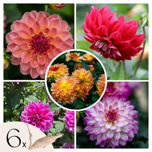 Dahlia tubers - 6 pcs. - Dahlia 'Pacific Mix' - Flower Bulbs