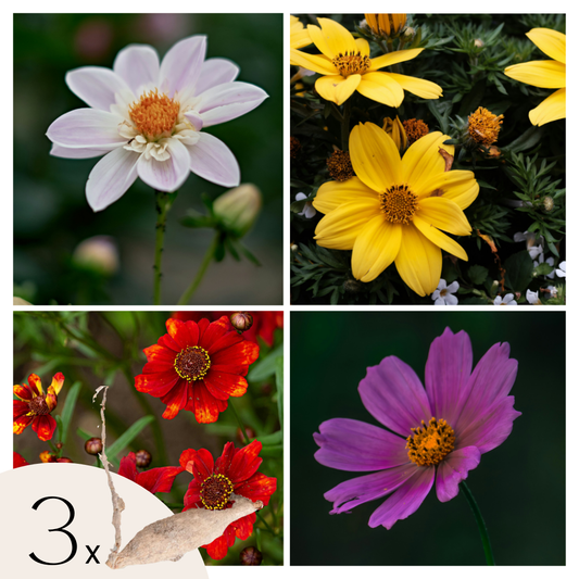 Dahlia tubers - 3 pcs. - Dahlia 'Topmix' - Flower Bulbs