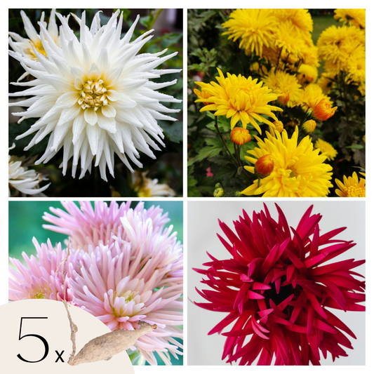 Dahlia tubers - 5 pcs. - Dahlia 'Cactus Mix' - Flower Bulbs