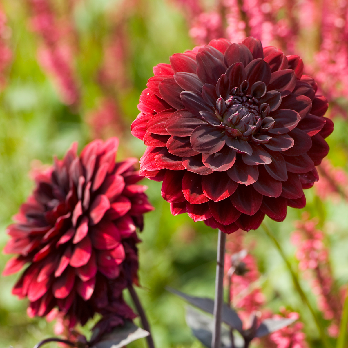 Dahlia - 6 pcs. - Dahlia 'Arabian Night' - Flower Bulbs - Red