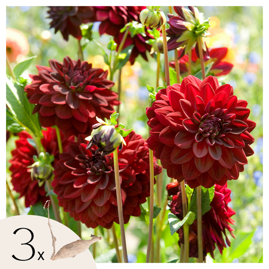 Dahlia - 6 pcs. - Dahlia 'Arabian Night' - Flower Bulbs - Red
