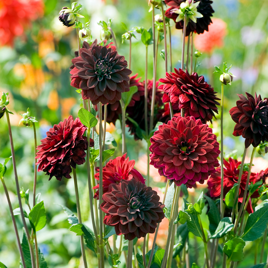 Dahlia tubers - 6 pcs. - Dahlia 'Arabian Night' - Flower Bulbs - Red