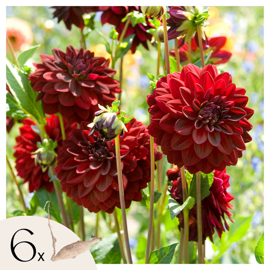 Dahlia tubers - 6 pcs. - Dahlia 'Arabian Night' - Flower Bulbs - Red