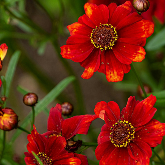 Dahlia tubers - 5 pcs. - Dahlia 'Sunset Mix' - Flower Bulbs - Red