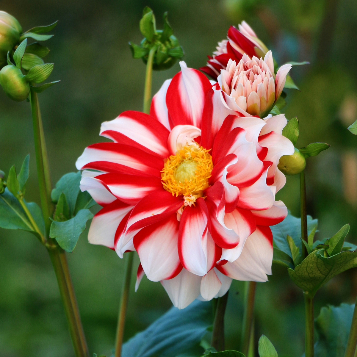 Dahlia tubers - 5 pcs. - Dahlia 'Sunset Mix' - Flower Bulbs - Red