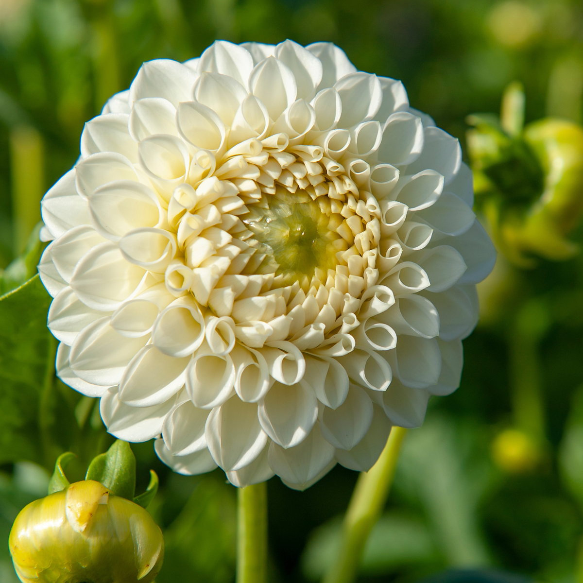 Dahlia tubers - 3 pcs. - Dahlia 'Boom Boom White' - Flower Bulbs - White