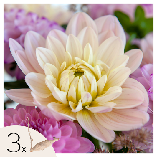 Dahlia tubers - 3 pcs. - Dahlia 'Diana's Memory' - Flower Bulbs