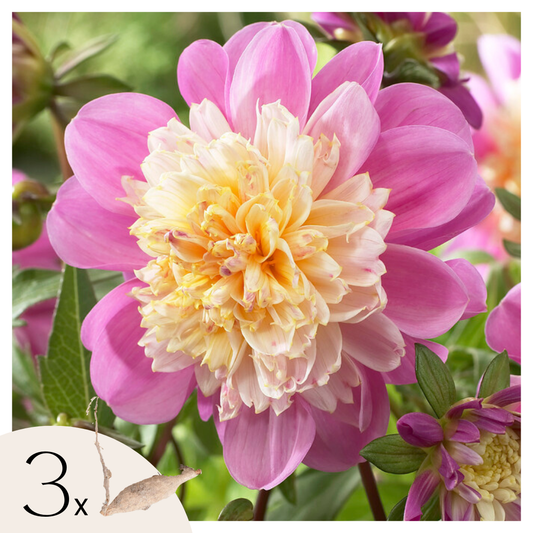 Dahlia tubers - 3 pcs. - Dahlia 'Take Off' - Flower Bulbs - Pink