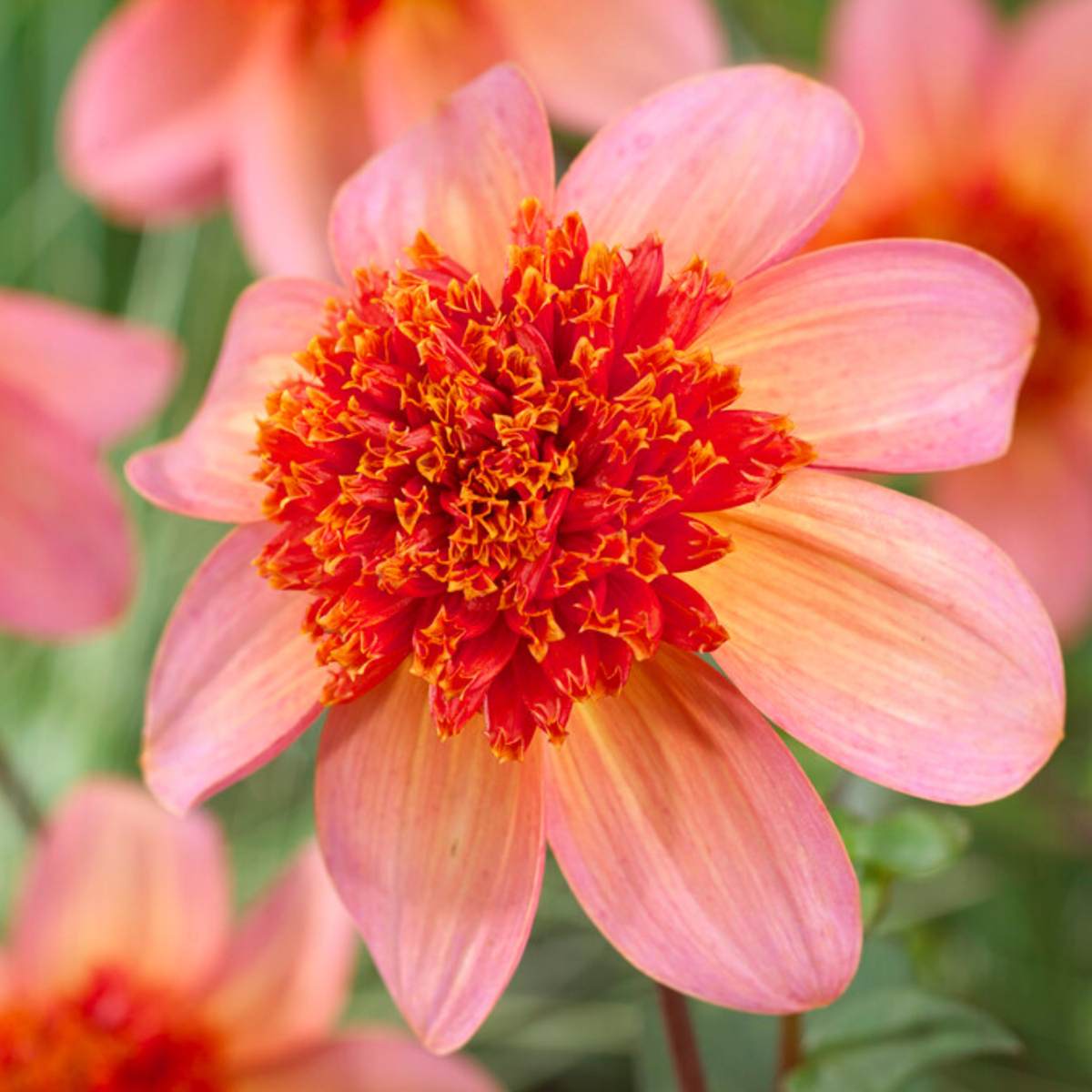Dahlia tubers - 3 pcs. - Dahlia 'Totally Tangerine' - Flower Bulbs - Orange