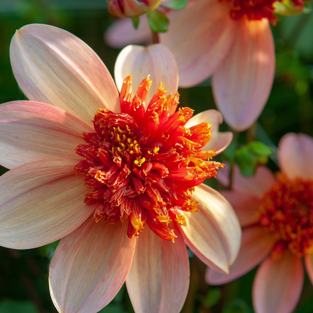 Dahlia tubers - 3 pcs. - Dahlia 'Totally Tangerine' - Flower Bulbs - Orange