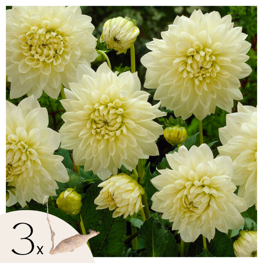 Dahlia tubers - 3 pcs. - Dahlia 'White Perfection' - Flower Bulbs - White