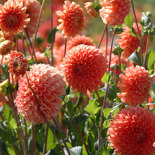 Dahlia tubers - 3 pcs. - Dahlia 'Sylvia' - Flower Bulbs - Orange