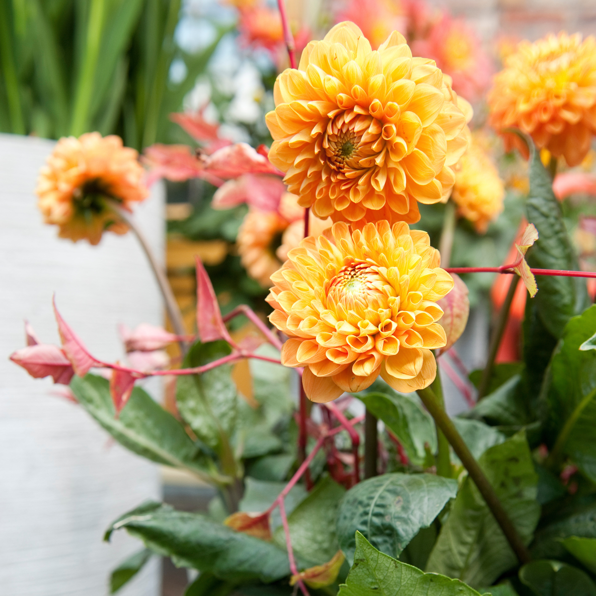 Dahlia tubers - 3 pcs. - Dahlia 'Sylvia' - Flower Bulbs - Orange