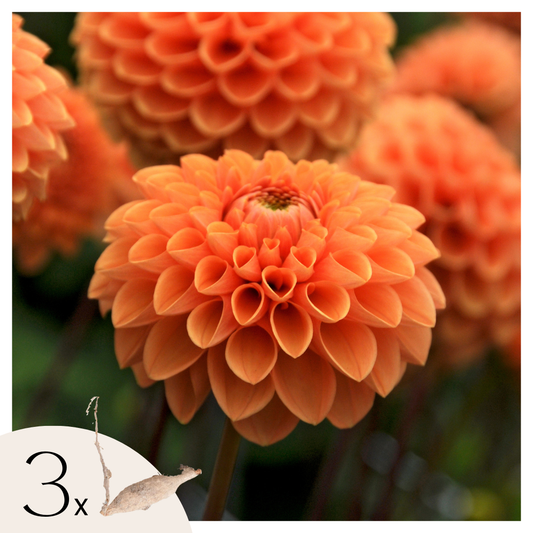 Dahlia tubers - 3 pcs. - Dahlia 'Sylvia' - Flower Bulbs - Orange