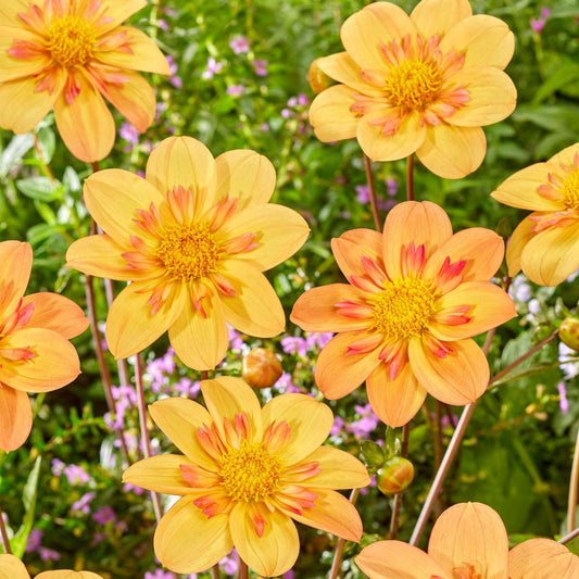 Dahlia tubers - 3 pcs. - Dahlia 'Kelsey Annie Joy' - Flower Bulbs - Orange