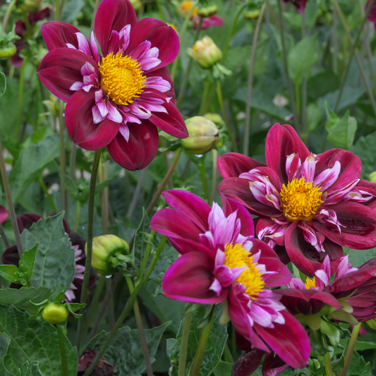 Dahlia tubers - 3 pcs. - Dahlia 'Mary Evelyn' - Flower Bulbs - Red