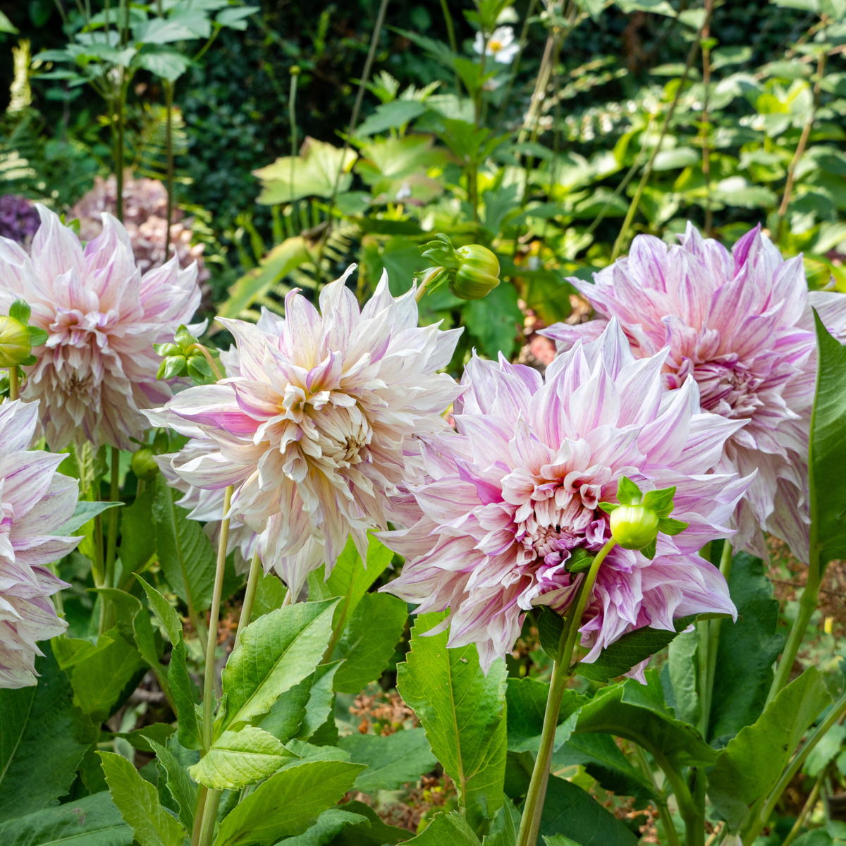 Dahlia tubers - 3 pcs. - Dahlia 'Café au lait Twist' - Flower Bulbs